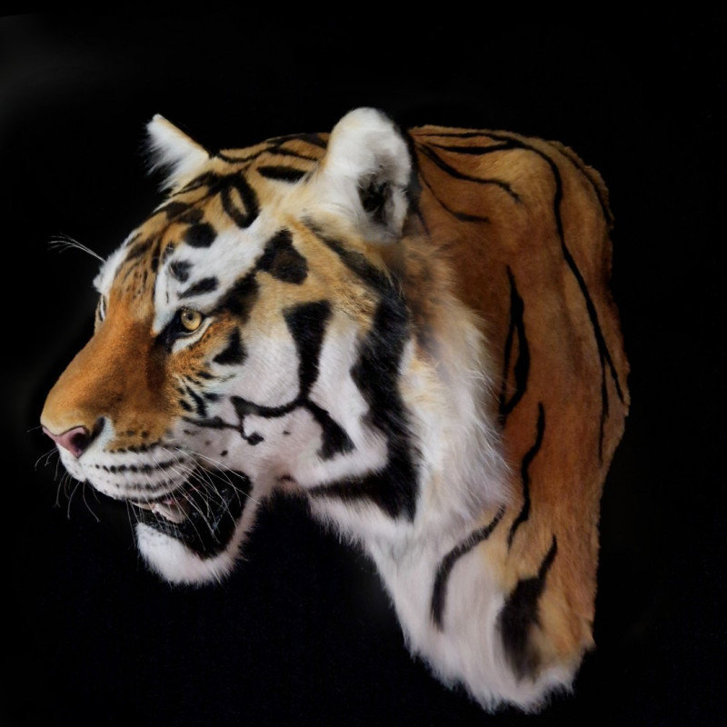 Siberian Tiger Head Replica with Shoulder Mount