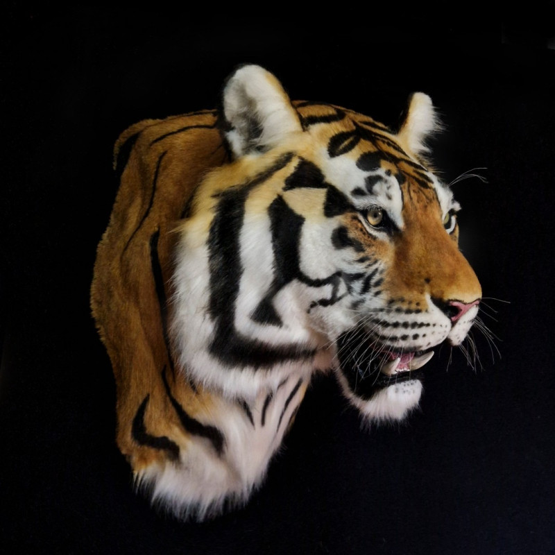 Siberian Tiger Head Replica with Shoulder Mount