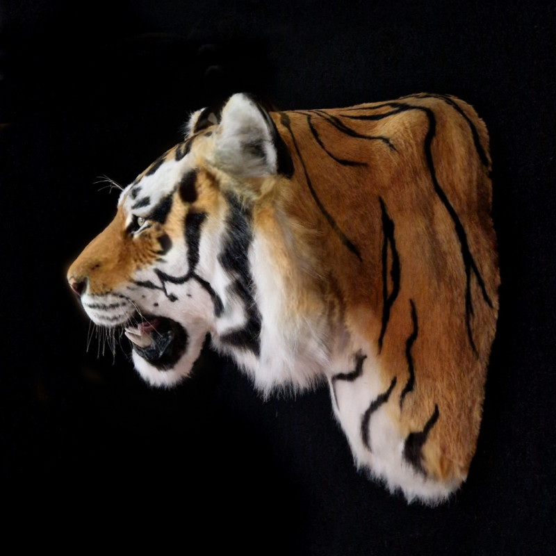 Siberian Tiger Head Replica with Shoulder Mount