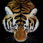 Siberian Tiger Head Replica with Shoulder Mount
