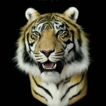 Monture d'épaule à tête de tigre