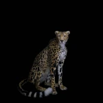 Sitting Cheetah Real-Sized