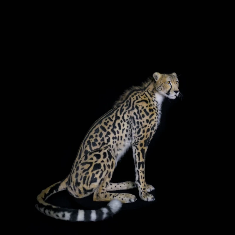 Sitting Cheetah Real-Sized