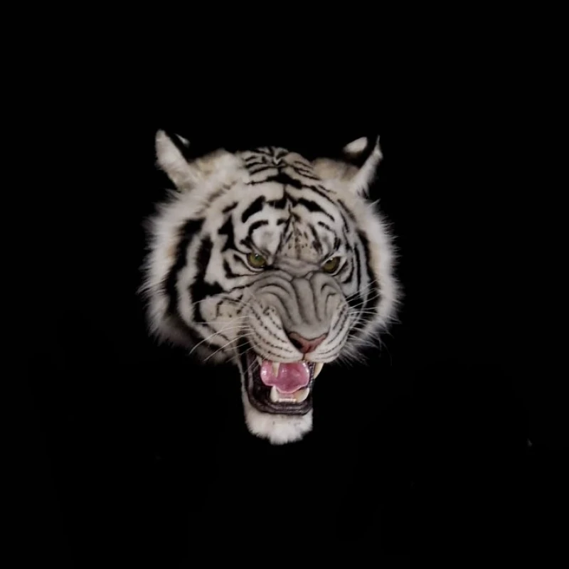 White Tiger Head