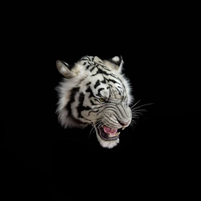 White Tiger Head